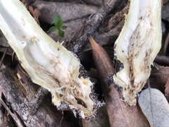 Cortinarius clelandii