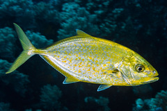Flavocaranx bajad