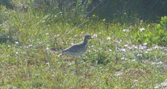 Burhinus capensis capensis