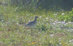 Burhinus capensis capensis