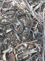 Dendrelaphis punctulatus