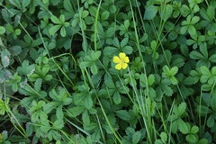 Potentilla reptans