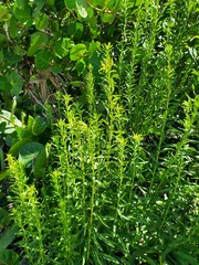 Solidago tortifolia