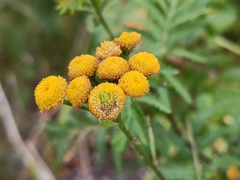 Rhopalomyia tanaceticola