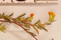 Hermannia salviifolia