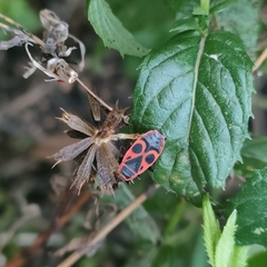 Pyrrhocoris apterus