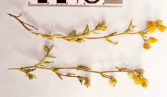 Hermannia salviifolia