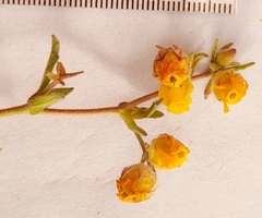 Hermannia salviifolia