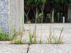 Digitaria radicosa