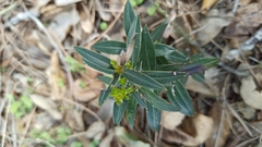 Phillyrea angustifolia