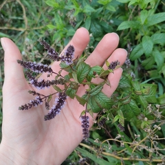 Mentha spicata