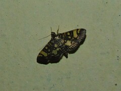 Pardomima