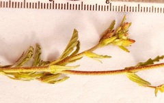 Hermannia salviifolia