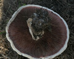Agaricus bernardii