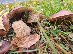 Tricholoma