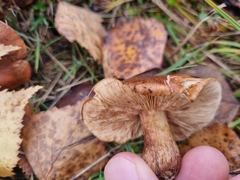 Tricholoma