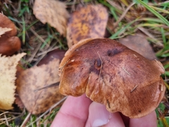 Tricholoma