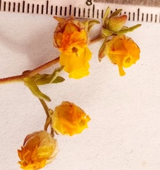 Hermannia salviifolia