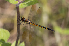Hemicordulia australiae