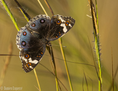 Junonia orithya