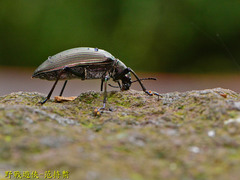 Andocamaria formosana
