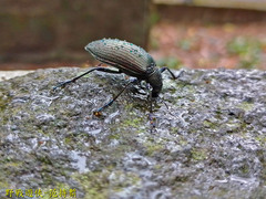 Andocamaria formosana