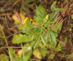 Heteromorpha arborescens