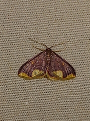 Lophosis labeculata