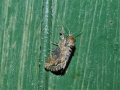 Manga melanodonta