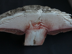 Agaricus bernardii