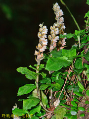 Goodyera foliosa
