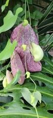 Aristolochia