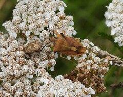 Carpocoris fuscispinus