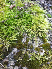 Brachythecium albicans