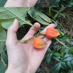 Alkekengi officinarum