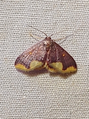 Lophosis labeculata