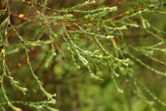 Gnidia francisci
