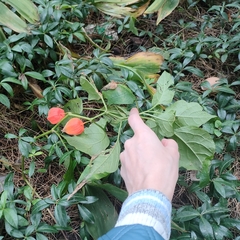 Alkekengi officinarum