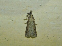 Pyraloidea