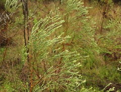 Gnidia francisci