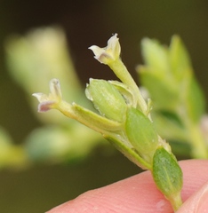 Gnidia francisci