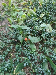 Alkekengi officinarum