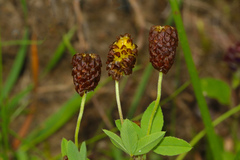 Trifolium spadiceum