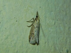 Pyraloidea