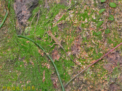 Diploderma polygonatum xanthostomum