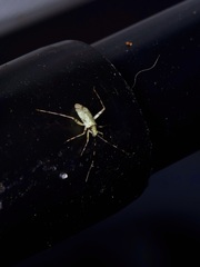 Phytocoris tiliae