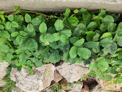 Pueraria montana