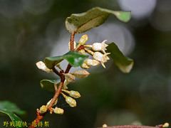 Elaeagnus thunbergii
