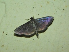 Spilomelinae