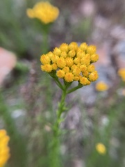 Chrysocephalum semipapposum